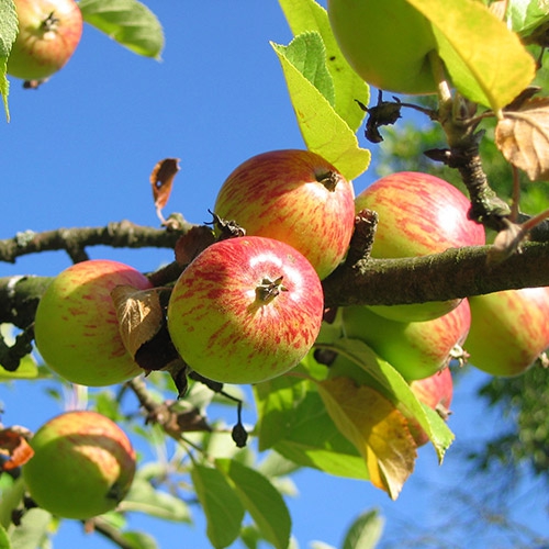 Apfelbaum-Ast aus der Region Hohenlohe.