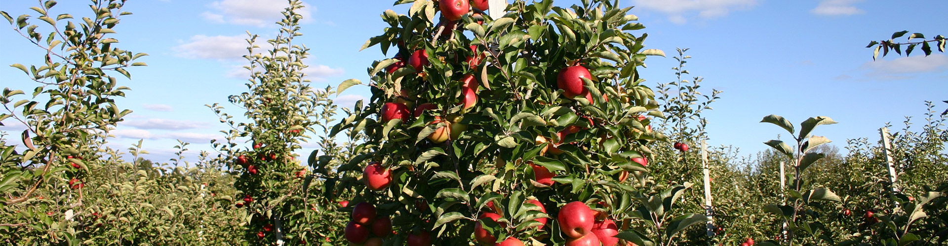 Äpfelplantage aus der Region Hohenlohe