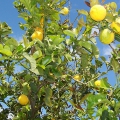 Zitronenbaum aus der Region