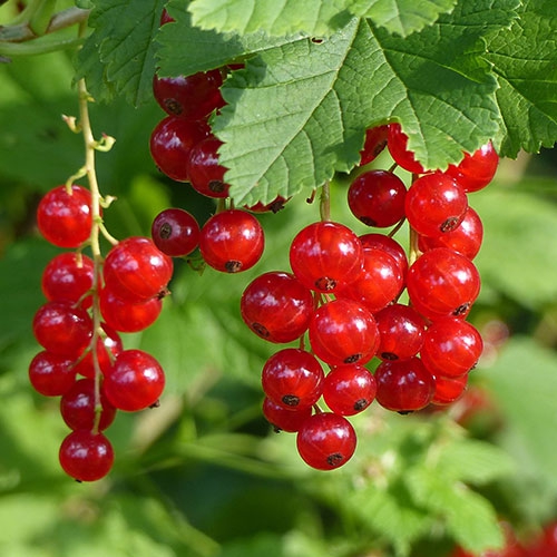 Johannisbeeren