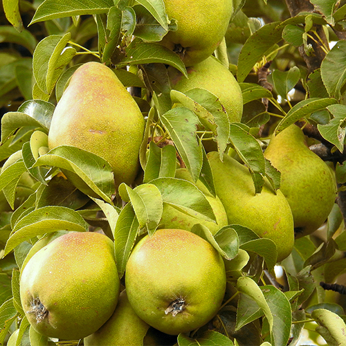 10l Apfel Birnen Saft Bag-in-Box Karton Direktsaft naturtrüb - VC ...